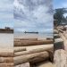 Ribuan Gelondongan Kayu dari Sumbar Kandas di Pantai Tanjung Setia Lampung. (Foto/Doc)