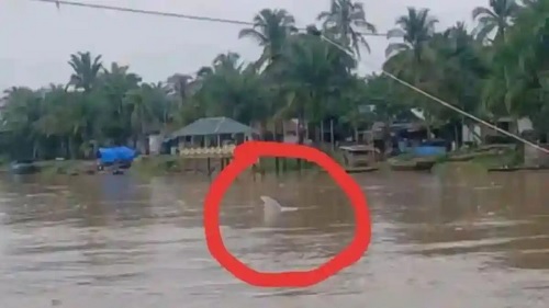 Lumba-Lumba Muncul di Sungai Rokan. (Foto/Doc)