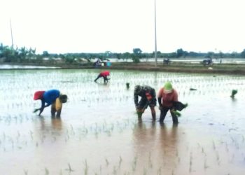 Serka Johanes Babinsa Koramil 426-03 Rawajitu Terjun Langsung Bantu Petani Tanam Padi. (Foto/Maria).