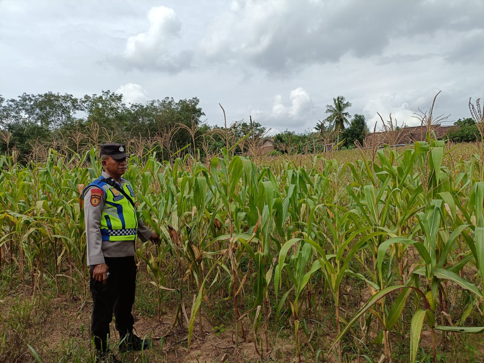 Polsek Belitang III Tanam Jagung 1 Hektar . (Foto/Yesi)