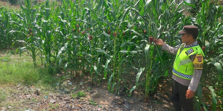 Bhabinkamtibmas Polsek Belitang III Lakukan Pemantauan Tanaman Jagung di Desa Nusa Bakti. (Foto/Yesi)