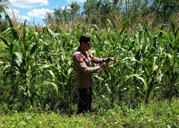 Bhabinkamtibmas Polsek Belitang III Laksanakan  pengecekan Tanaman Jagung. (Foto/Yesianti).