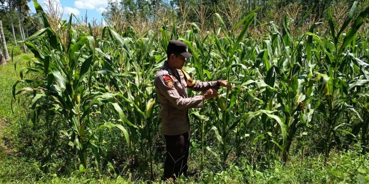 Bhabinkamtibmas Polsek Belitang III Laksanakan pengecekan Tanaman Jagung. (Foto/Yesianti).