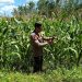 Bhabinkamtibmas Polsek Belitang III Laksanakan pengecekan Tanaman Jagung. (Foto/Yesianti).