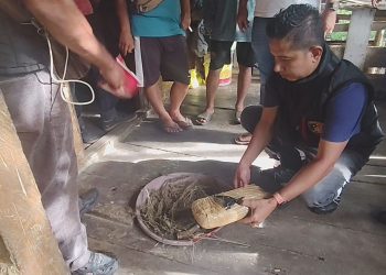 Polsek Bahorok Gagalkan Peredaran 2 Kilogram Ganja di Bukit Lawang, Satu Warga Bahorok Diamankan. (Foto/Jhon)