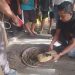 Polsek Bahorok Gagalkan Peredaran 2 Kilogram Ganja di Bukit Lawang, Satu Warga Bahorok Diamankan. (Foto/Jhon)