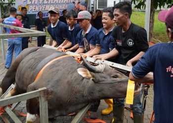 BP Batam Sembelih 33 Hewan Korban Tingkatkan Kepedulian Sosial. (Foto/Humas).