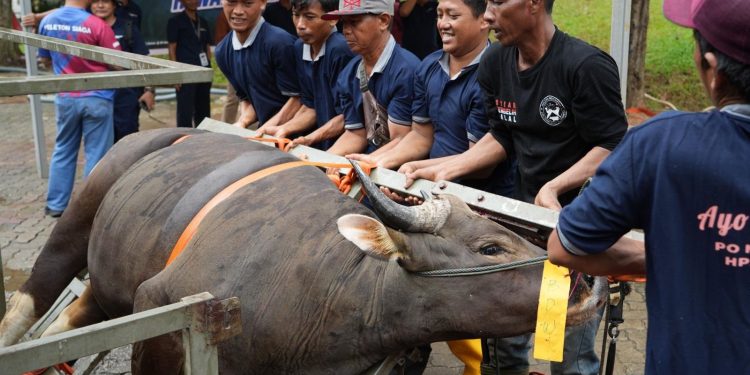 BP Batam Sembelih 33 Hewan Korban Tingkatkan Kepedulian Sosial. (Foto/Humas).