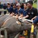 BP Batam Sembelih 33 Hewan Korban Tingkatkan Kepedulian Sosial. (Foto/Humas).