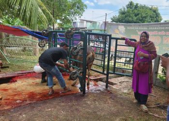 Ibu Jasniwati salah satu keluarga yang ikut kurban ketika melihat sapi hendak disembelih. (Foto/Fuat).
