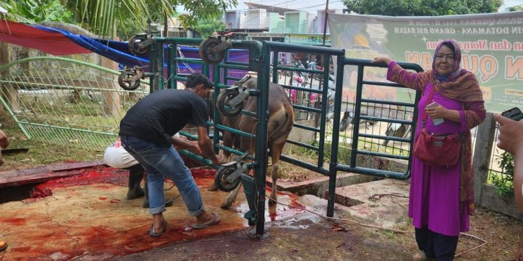 Ibu Jasniwati salah satu keluarga yang ikut kurban ketika melihat sapi hendak disembelih. (Foto/Fuat).