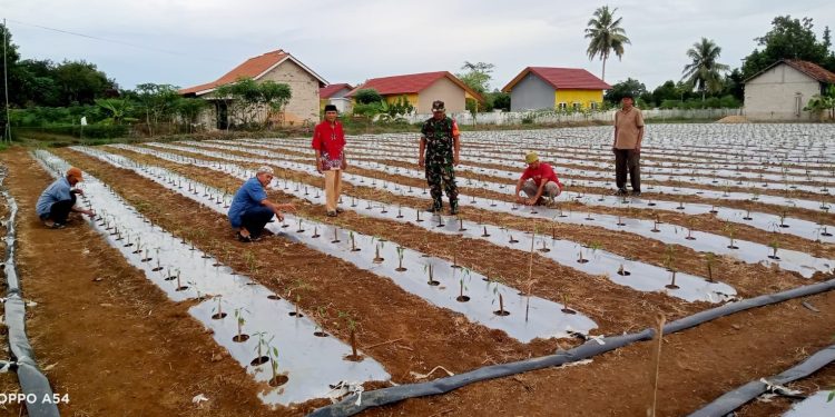 Sertu Siswanto Babinsa Koramil 426-05/PA Laksanakan Pendampingan Budidaya Tanaman Cabai. (Foto/Maria).
