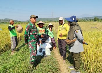 Babinsa Dampingi PPL Pertanian Lakukan Pengubinan Padi di Wilayah Binaan. (Foto/Pendim).