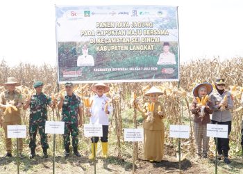 Wakapolres Langkat Hadiri Panen Raya Jagung Bersama Gapoktan Maju Bersama di Sei Bingai. (Foto/Jhon).