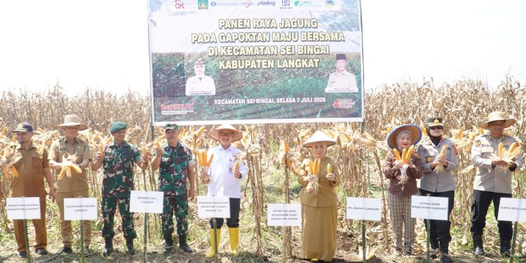 Wakapolres Langkat Hadiri Panen Raya Jagung Bersama Gapoktan Maju Bersama di Sei Bingai. (Foto/Jhon).