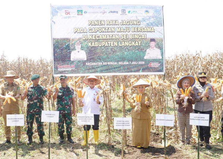 Wakapolres Langkat Hadiri Panen Raya Jagung Bersama Gapoktan Maju Bersama di Sei Bingai. (Foto/Jhon).