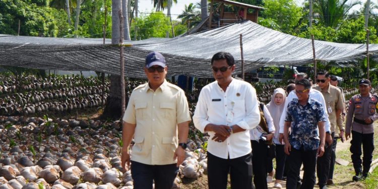 Wakil Gubernur Kepri Tinjau Pengembangan Bibit Kelapa Unggul di Desa Cemaga Tengah, Natuna. (Foto/Istimewa).