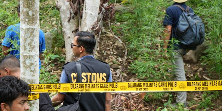 Bea Cukai Lhokseumawe Perkuat Sinergi, Turut Musnahkan Ladang Ganja di Sawang. (Foto/Humas).