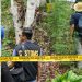 Bea Cukai Lhokseumawe Perkuat Sinergi, Turut Musnahkan Ladang Ganja di Sawang. (Foto/Humas).