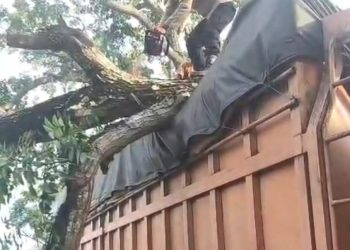 Truk Lagi Jalan Di Langkat Tertimpa Pohon Tumbang. (Foto/Jhon).