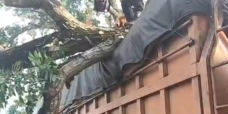 Truk Lagi Jalan Di Langkat Tertimpa Pohon Tumbang. (Foto/Jhon).