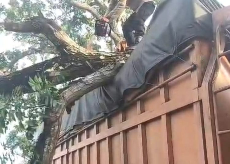 Truk Lagi Jalan Di Langkat Tertimpa Pohon Tumbang. (Foto/Jhon).