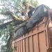 Truk Lagi Jalan Di Langkat Tertimpa Pohon Tumbang. (Foto/Jhon).